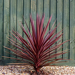 cordyline australis -red star